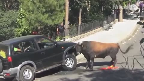 Angry Bull