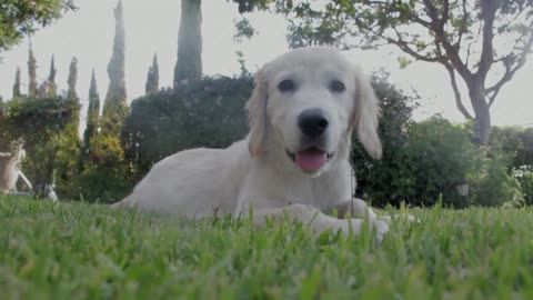 dog resting on a grass field Adorable Adventures