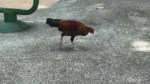 Fitness Chicken