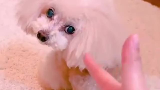 Funny and Cute Corgi Compilation 2020 #FunniestPets