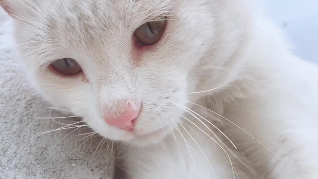 Come and play with the cat happily! How beautiful they are!