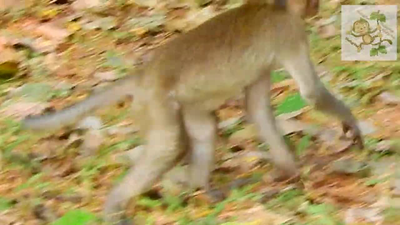 Two young monkey funny moment