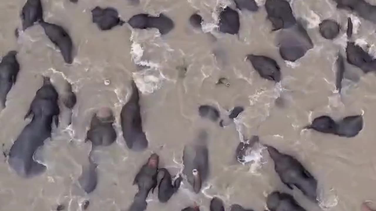 An amazing Elephant Migration! #shorts #shortvideo #video #virals #videoviral