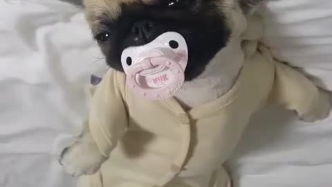 dog dressed baby