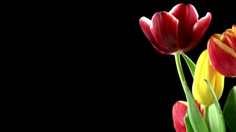 Red tulips on black background