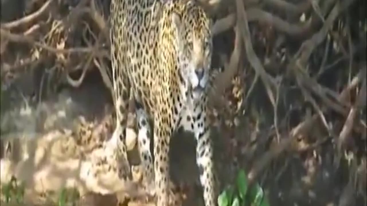 Jaguar movie short, Jaguar hunting prey mammals | Top Jaguar video 2021 #Shorts