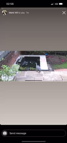 Evil Heron stole all of marks koi! 🔫😱🐠