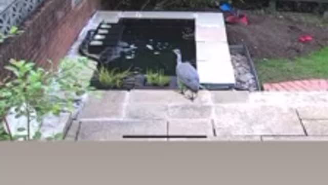 Evil Heron stole all of marks koi! 🔫😱🐠