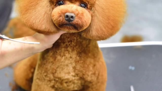 Trim your beloved dog's hair.