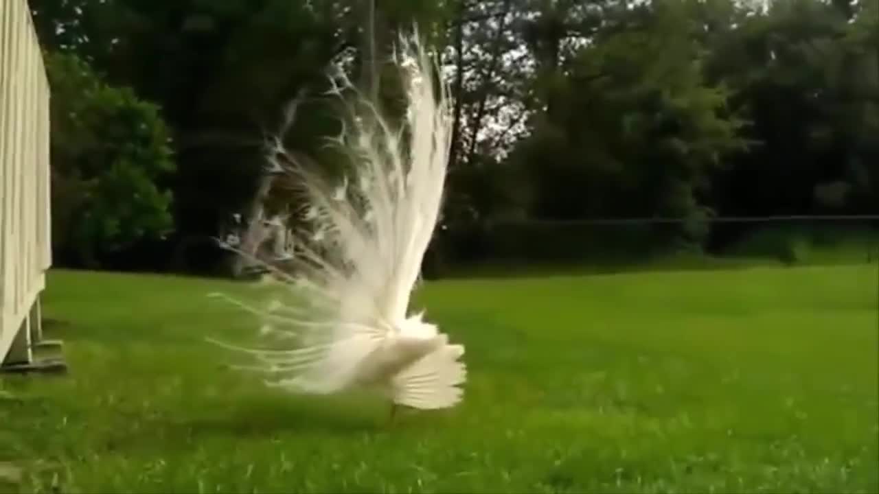 OMG Amazing White Peacock Never Seen Before