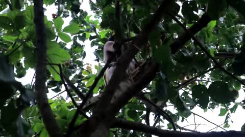 Adventure in forest - Find Fruit In The Jungle - Eating santol delicious