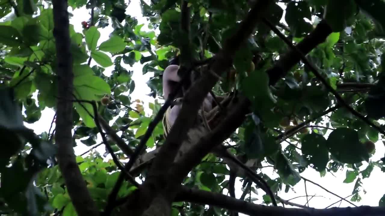 Adventure in forest - Find Fruit In The Jungle - Eating santol delicious