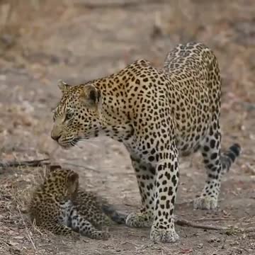 Mom cheetah showing love to her cub by licking her in the park
