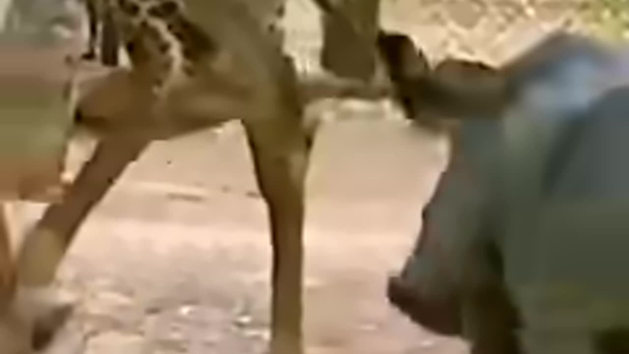 Animal funny moments