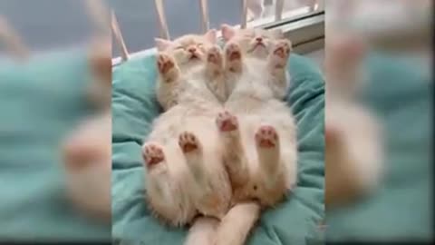 a collection of funny cat videos in the world 2022