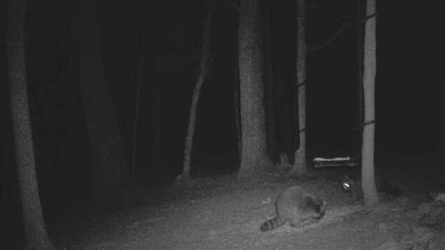 The Woods - 04/13/2021