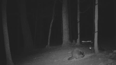 The Woods - 04/13/2021