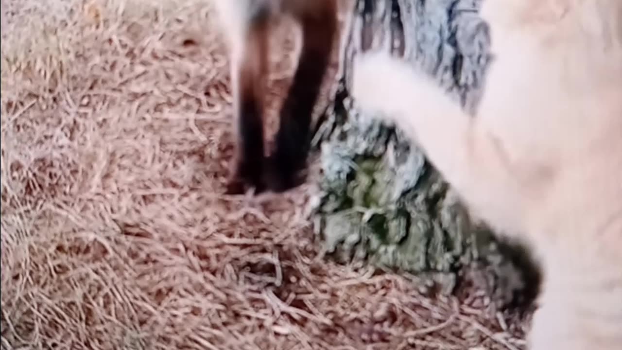 Cat vs fox