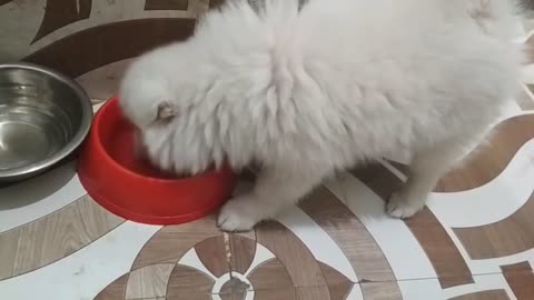 Dog training/ learn dog training/ cutedog / funnydog