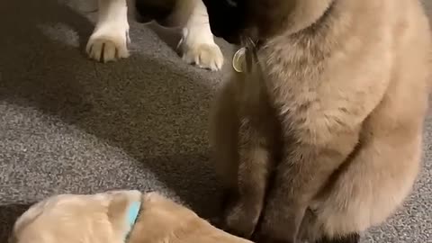 Cat comforts crying puppy while mom takes a break