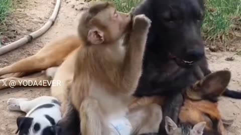 Unusual Animal Friends