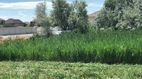 Marsh Master smashes and chops Phragmites weeds