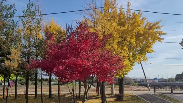 Autumn Maple Tree in Korea