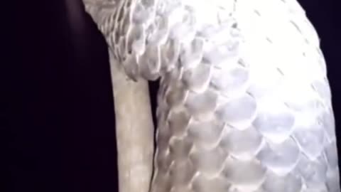 The white pangolin