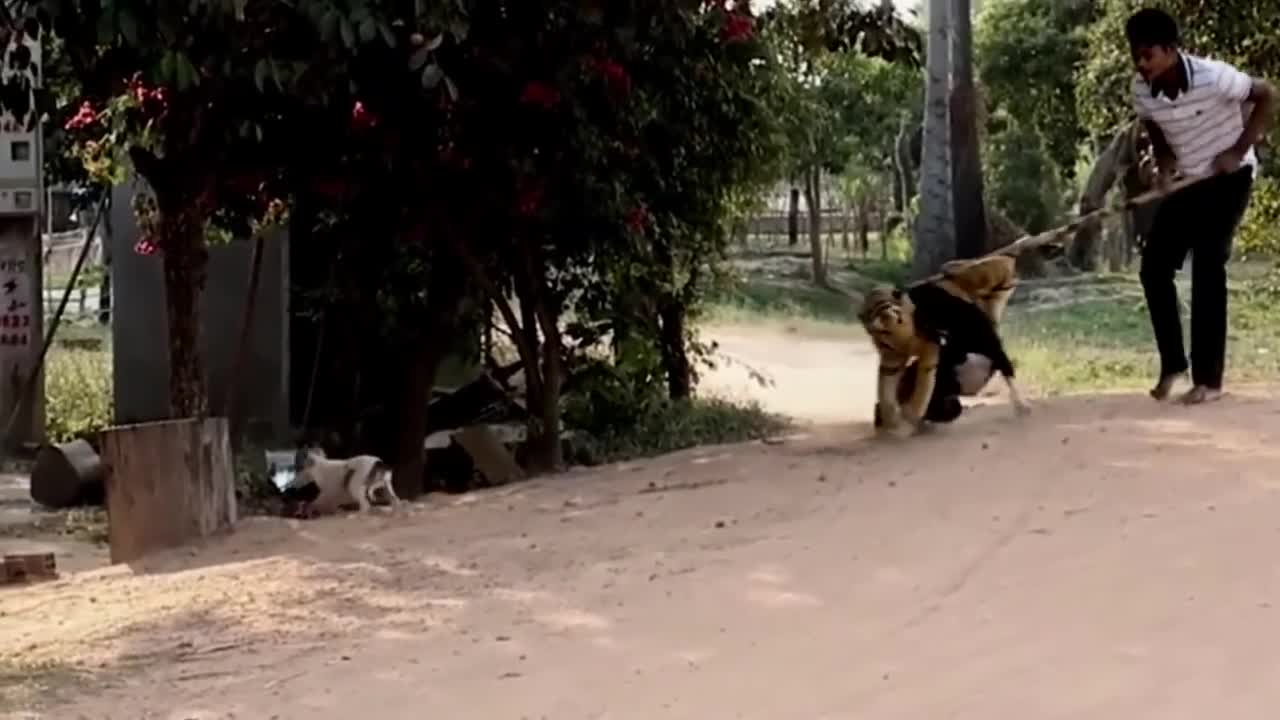 Funny Dog Prank with fake Lion and Tiger