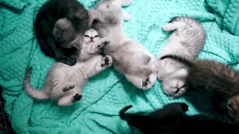 cute Kitten | Baby Cats - Cute and Funny Cat Videos Compilation | world of cats