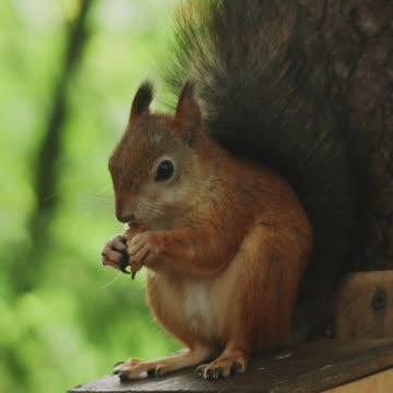 Nature and Wildlife 42