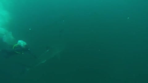 Great White Shark Warns Irresponsible Scuba Diver