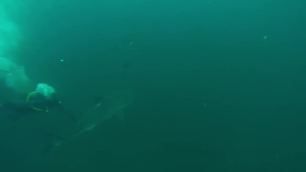 Great White Shark Warns Irresponsible Scuba Diver