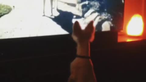 Dog thinks tv is real