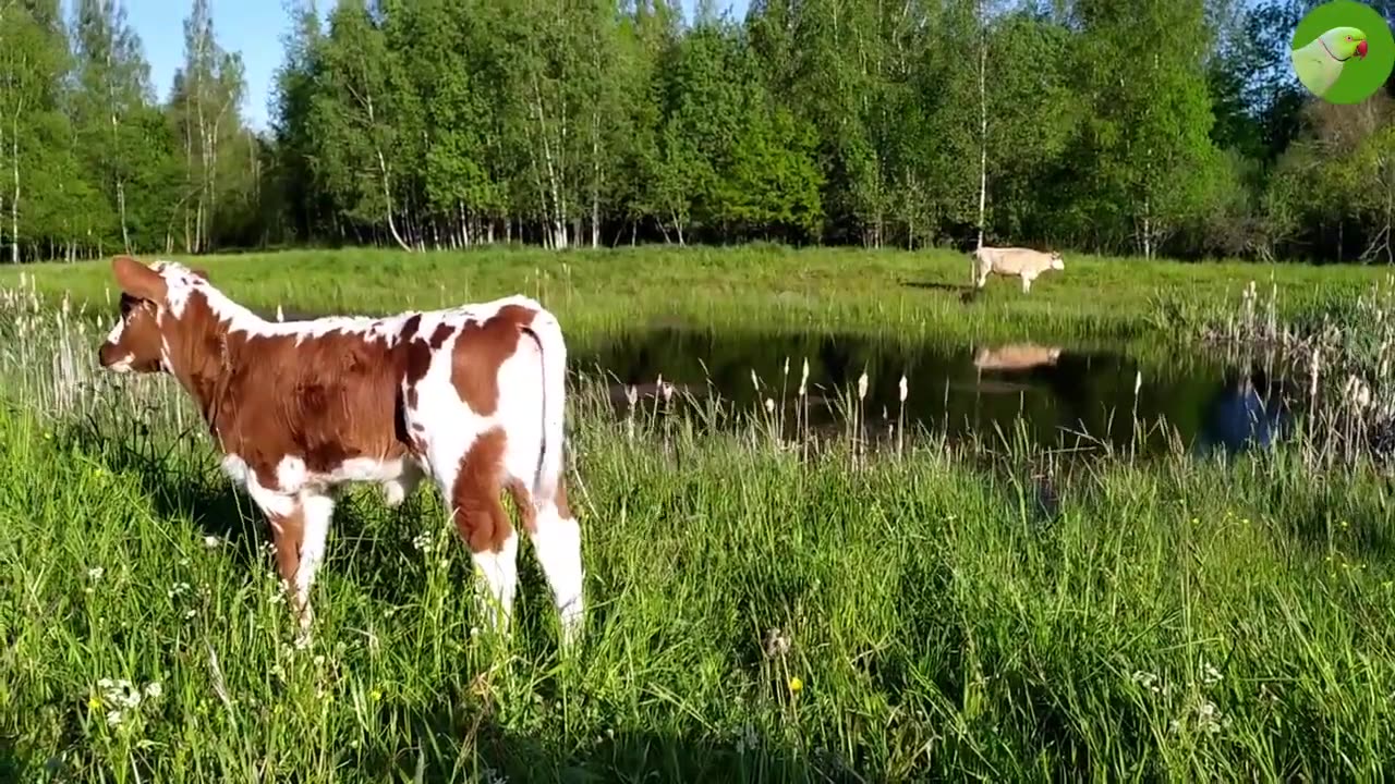 Calves, Adorable Baby