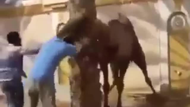 Camel Force #Funny Videos -