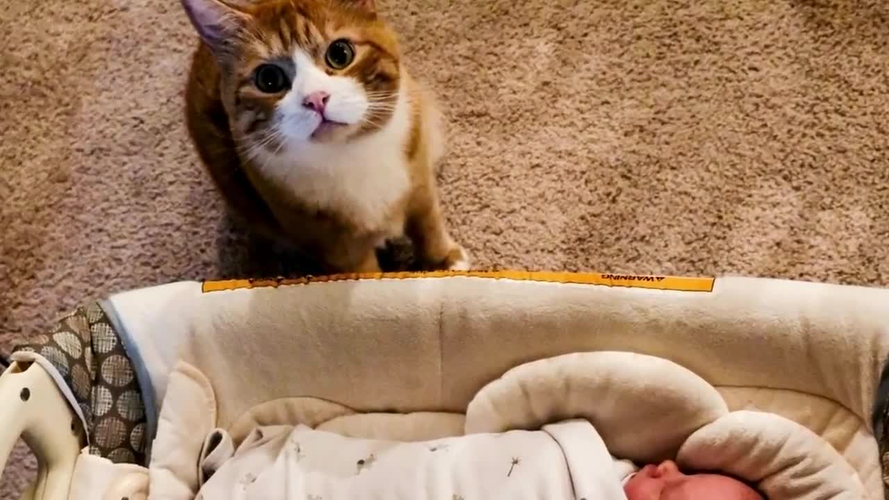 These Encounters Between Babies And Cats Are Guaranteed To Melt Your Heart swetie and cute