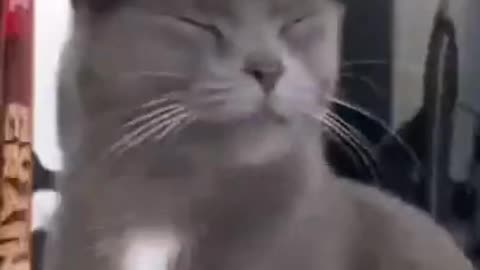 Reaction cat