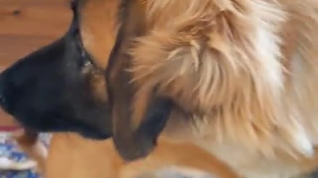 Pup hears popcorn sounds for the first time