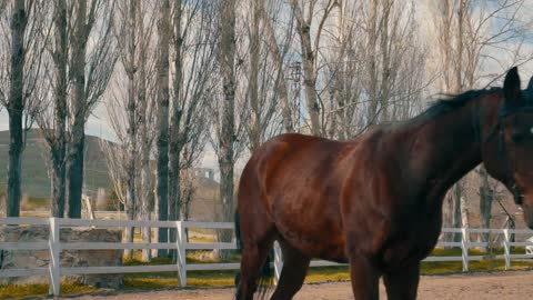 horse ruining in the field