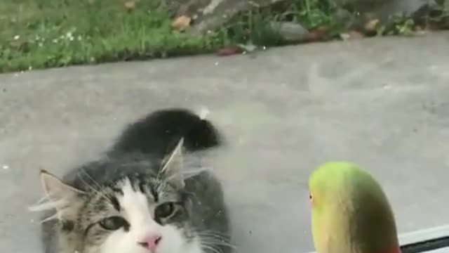 Cat, keeper, parrot, you hide Funny 😂😂😂