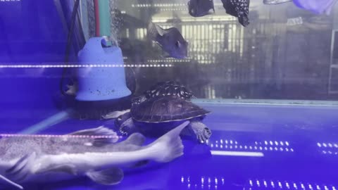 Now the memory is really comparable to the memory of a fish