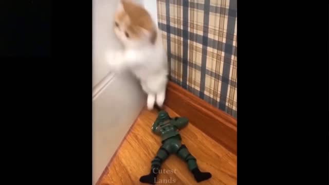 Cat vs toy complication, cute funny cats, see their reaction to toys