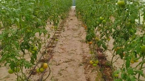 Vegetables in Saudi Arabia