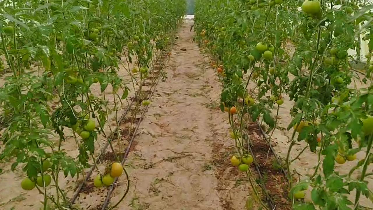 Vegetables in Saudi Arabia