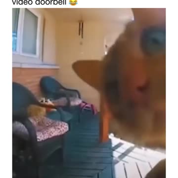 Cat Thinks It’s Godzilla: Epic Cat Compilation