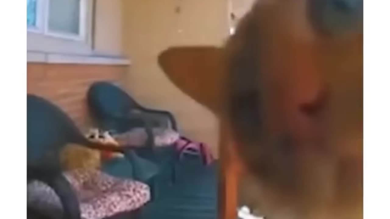 Cat Thinks It’s Godzilla: Epic Cat Compilation