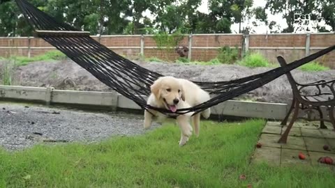 World's FUNNIEST ANIMAL VIDEOS! 😂 Best Funny Animals Videos Of 2024