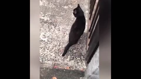 Cat and Dog and Other Funny Videos for Dogs and Cats| Compilation of Funny Animals🐶😸