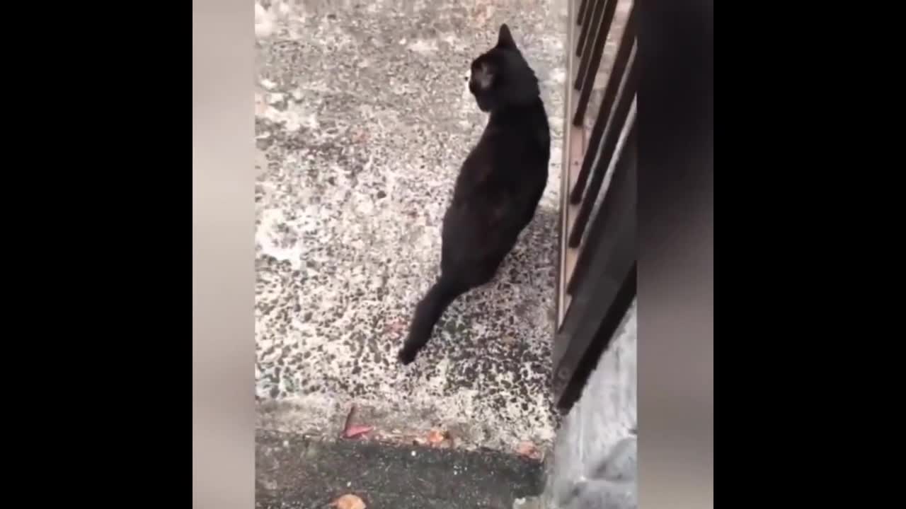 Cat and Dog and Other Funny Videos for Dogs and Cats| Compilation of Funny Animals🐶😸
